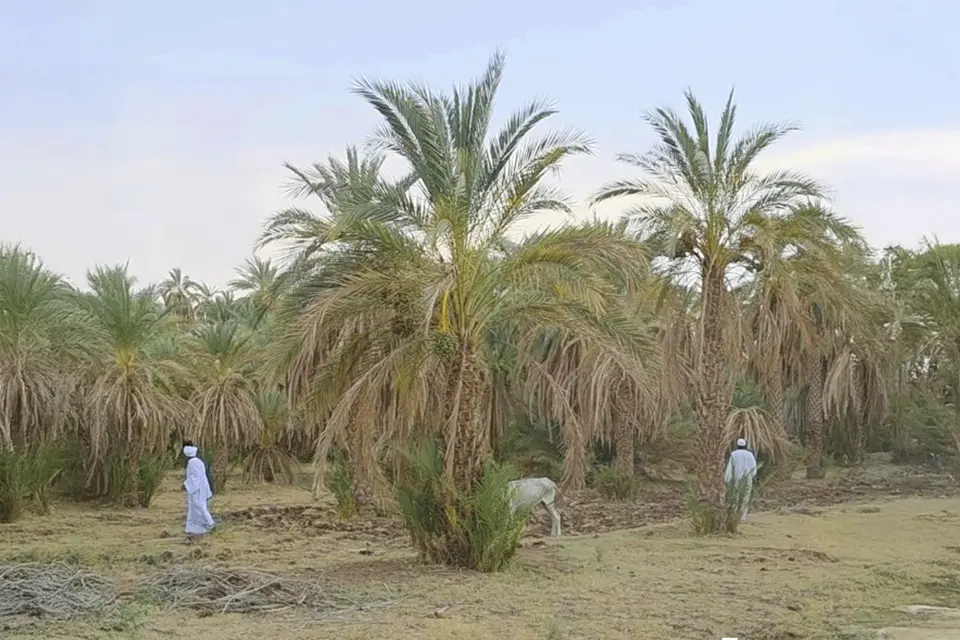 كهرباء الولاية الشمالية في السودان تهدد بقطع أرزاق المزارعين